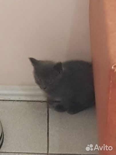 Отдам котенка в добрые руки
