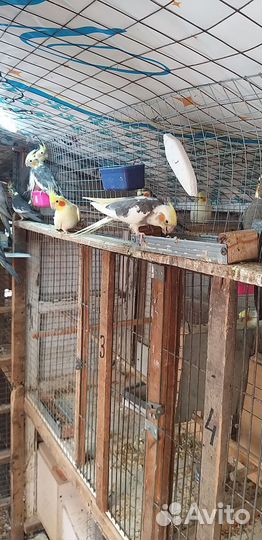 Попугай корелла