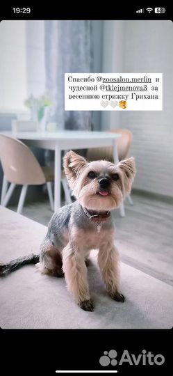 Груминг грумер стрижка собак