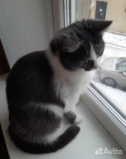 Мика. Скромная, милая кошечка в поисках дома