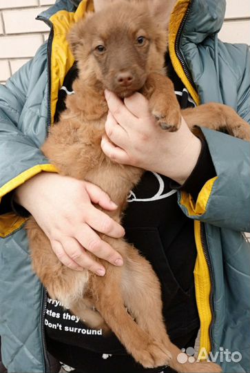 Подарю Ириску