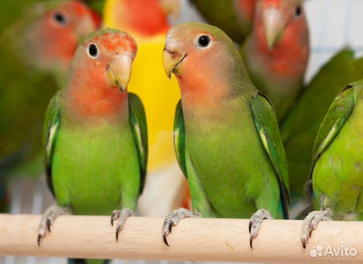 Неразлучник птенцы