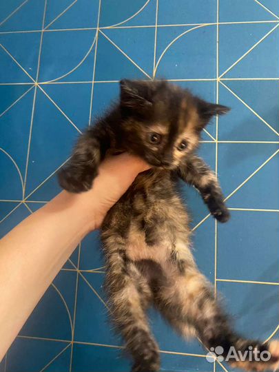 Кошка в дар