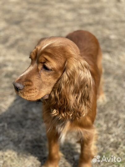 Передержка собак и кошек в домашних условиях