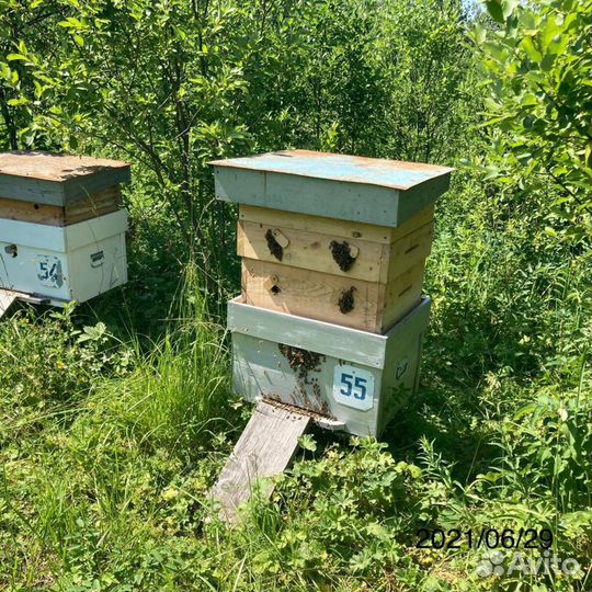 Мед свежий 2023г