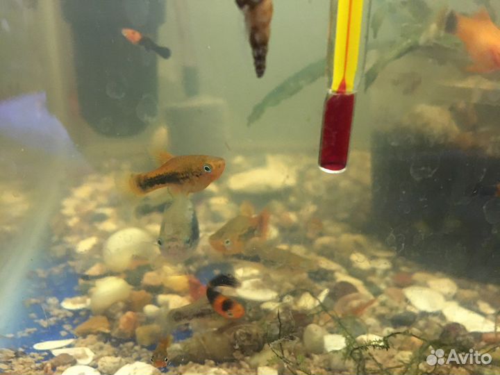 Пицелия,Меченосцы