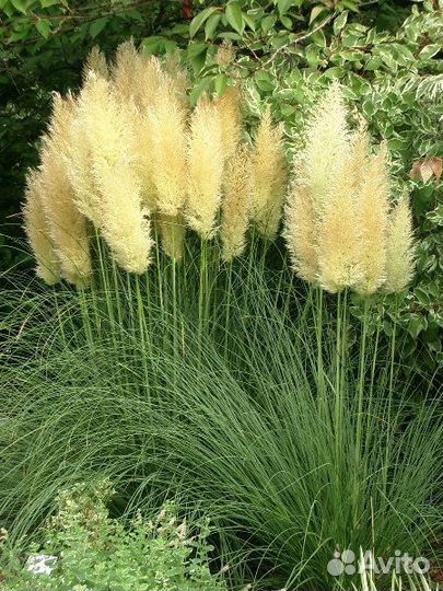Пампасная трава Садовый дачный декор (Кортадерия)