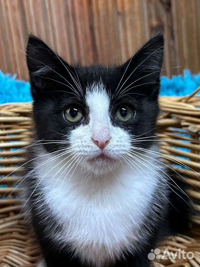 Котенок Марсик ищет семью