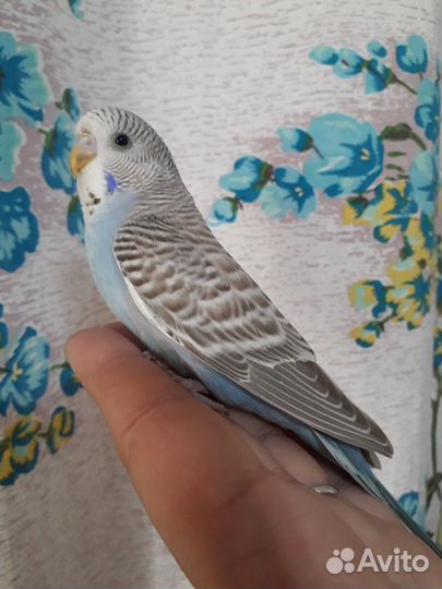 Птенец волнистого попугая