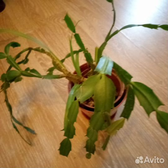 Комнатные цветы бесплатно