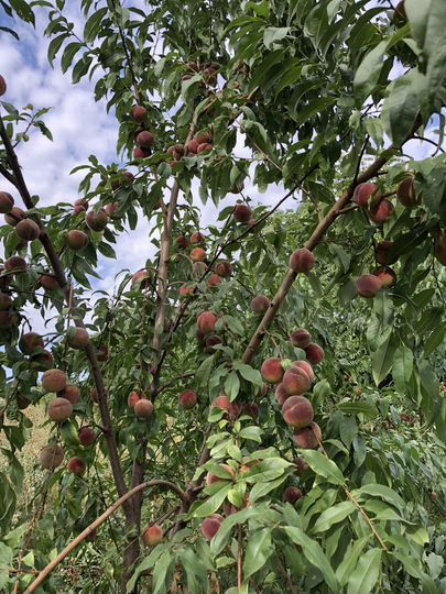 Участок 16 сот. (СНТ, ДНП)