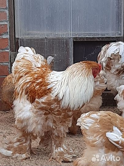 Куры брама, кохинхины, шёлковые