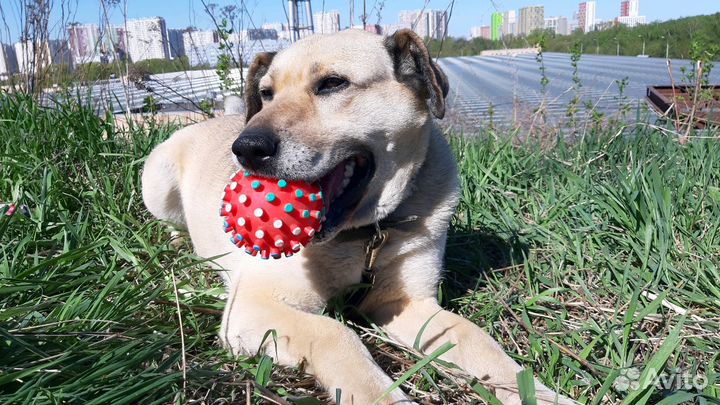 Собака Дора в добрые руки