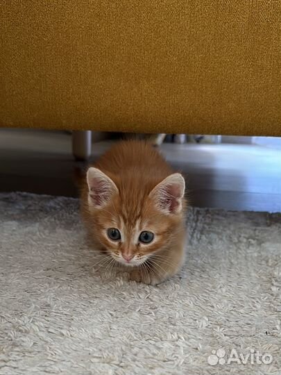 Коненок с добрые руки