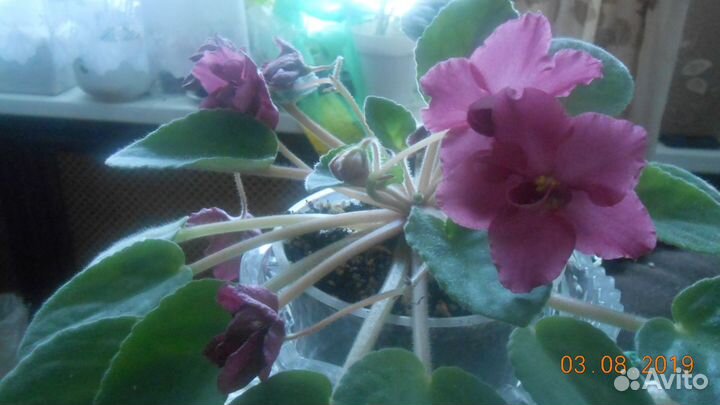 Цветок фиалка