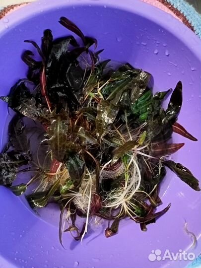 Растения для аквариума