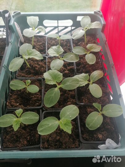 Рассада огурцов, тыка, кабачков, примула