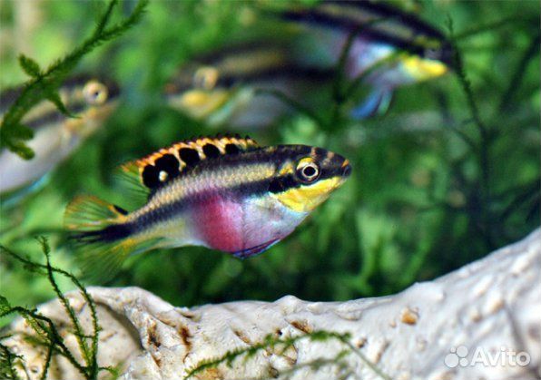 Пельвикахромис пульхер или рыбка попугайчик