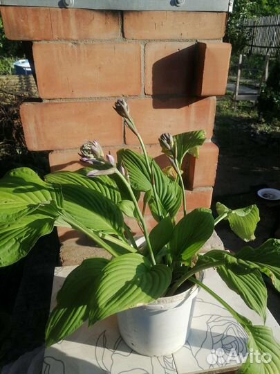 Хоста укорененная