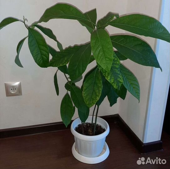 Авокадо, комнатные цветы