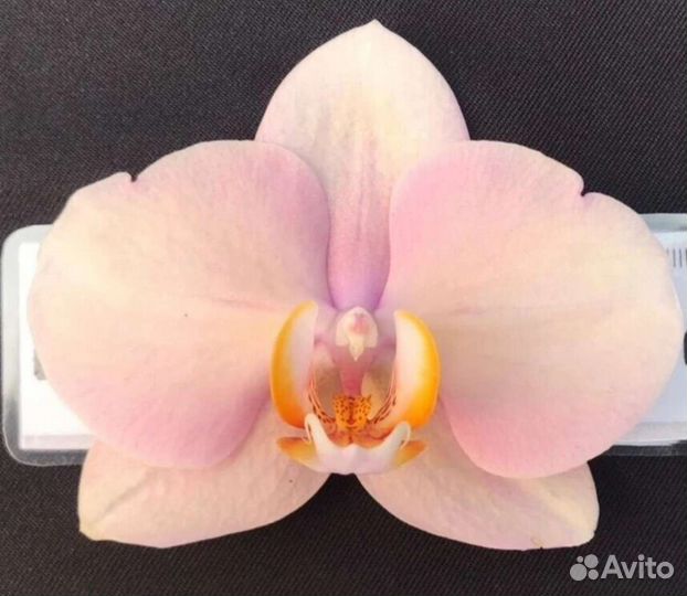 Орхидея Phal. Rose. В наличии