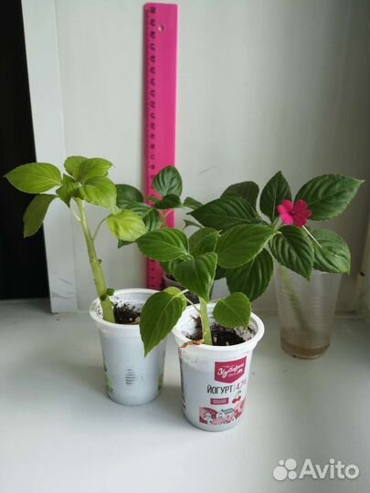 Ванька мокрый, розовый