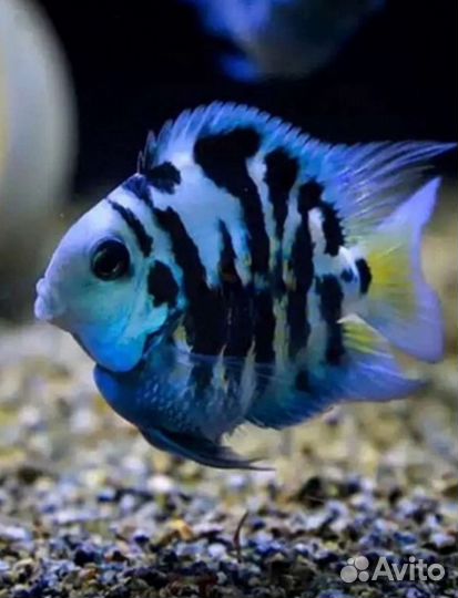 Скалярии и Сапфировые попугайчики