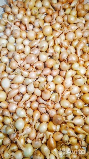 Лук севок оптом