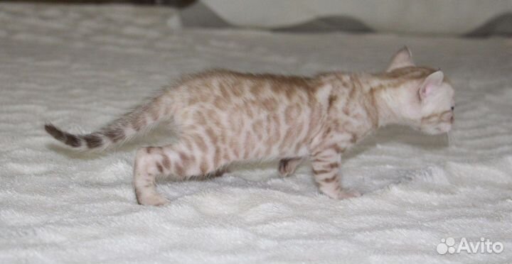 Снежный мальчик