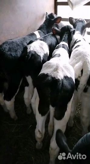 Телята бычки