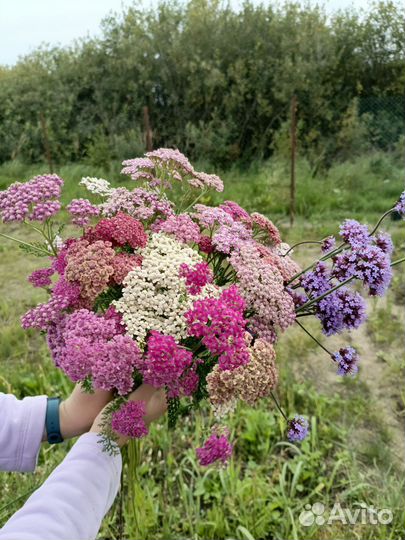 Ахиллея Тысячелистник Многолетние