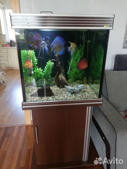 Аквариум