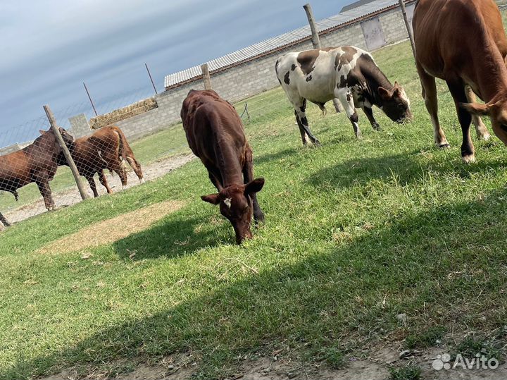 Бычки и телята