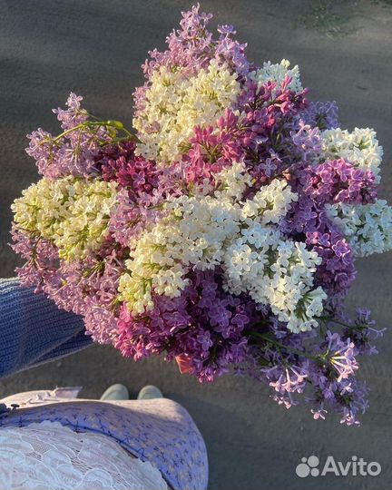 Пионы