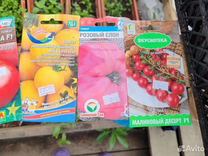 Рассада помидор