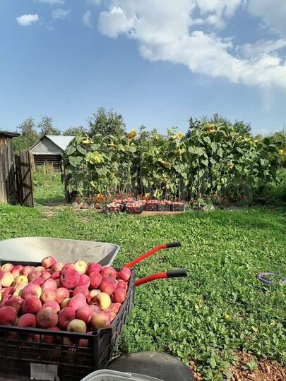 Дом 41 м² на участке 47 сот.