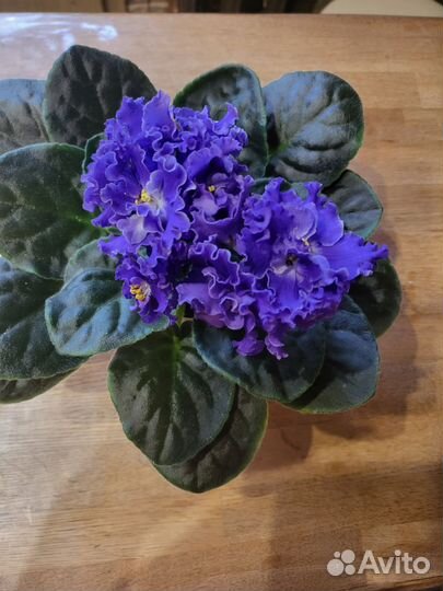 Сортовые фиалки