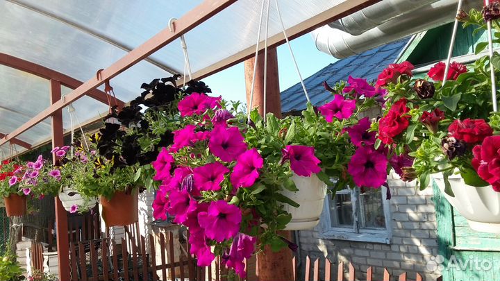 Рассада цветов в Брянске. Выставка-продажа