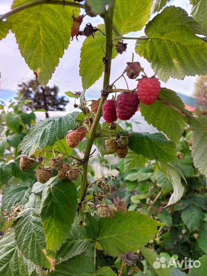 Саженцы малины