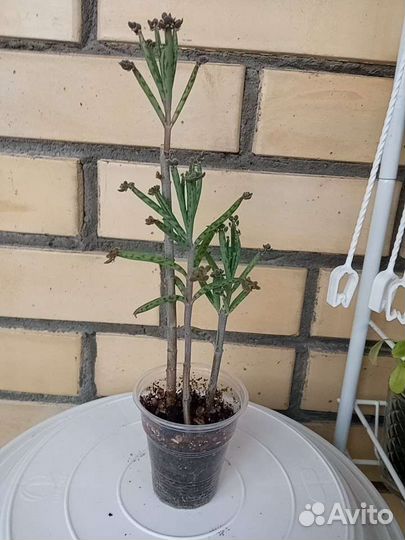 Каланхоэ дегремона, трубкоцветное, гинура