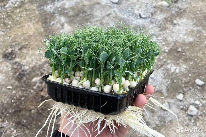 Семечки горчицы, лука, гороха в розницу и оптом