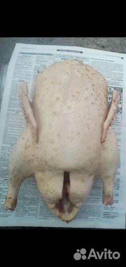 Утка домашнее мясо