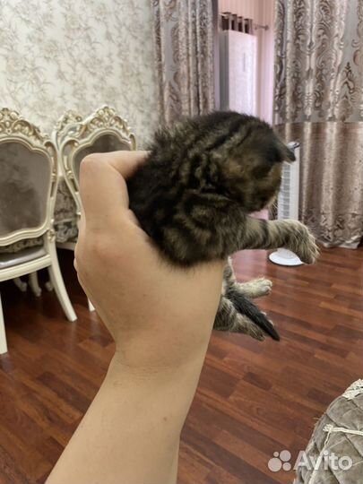 Котята в добрые руки 1 месяц