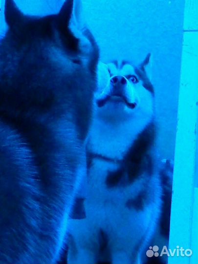 Сибирский хаски вязка