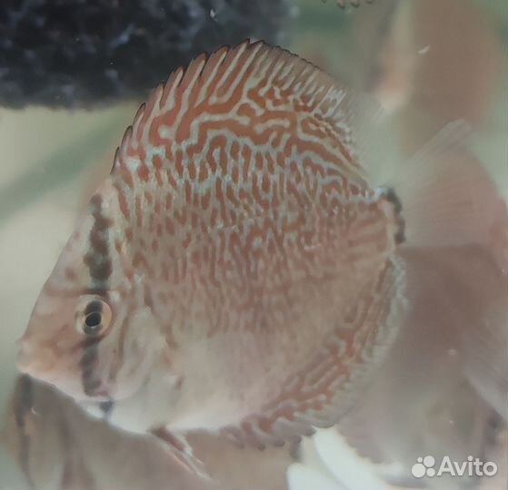 Пантера дискус