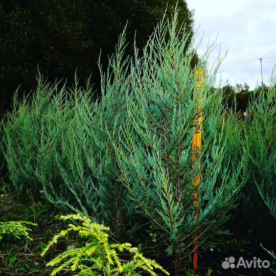 Можжевельник скальный, скальник