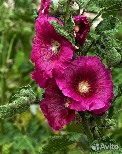 Мальва (семена)