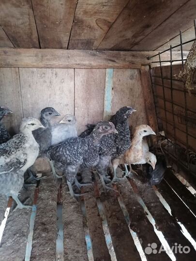 Куры и цыплята