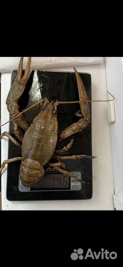 Живые раки Оптом