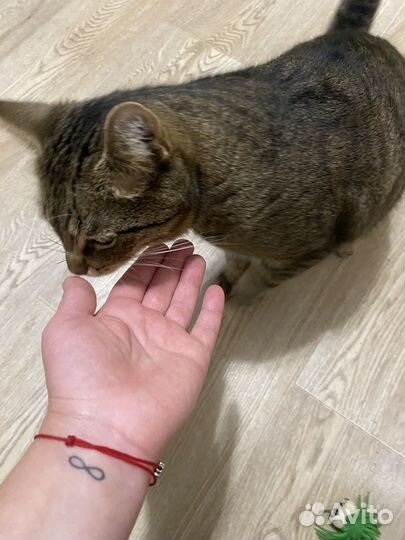 Передержка животных